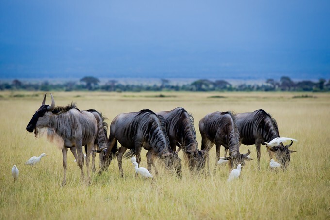 wildebest on the african savannah